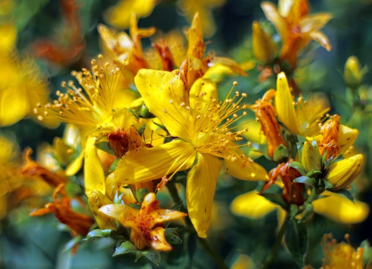 St. John's Wort for Depression, Anxiety, and Achey Muscles