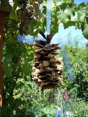 Pine Cone Bird Feeder The Practical Herbalist