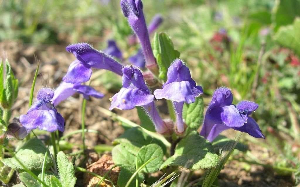 chinese skullcap